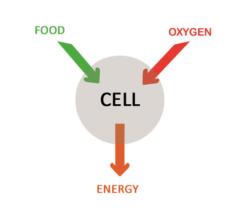 Cell metabolism