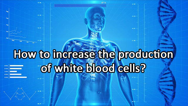 How to increase the production of white blood cells?