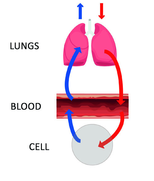 Breathing cycle