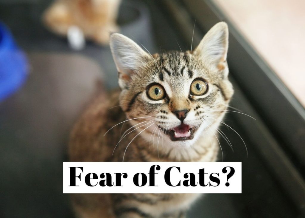 Fear of Cats