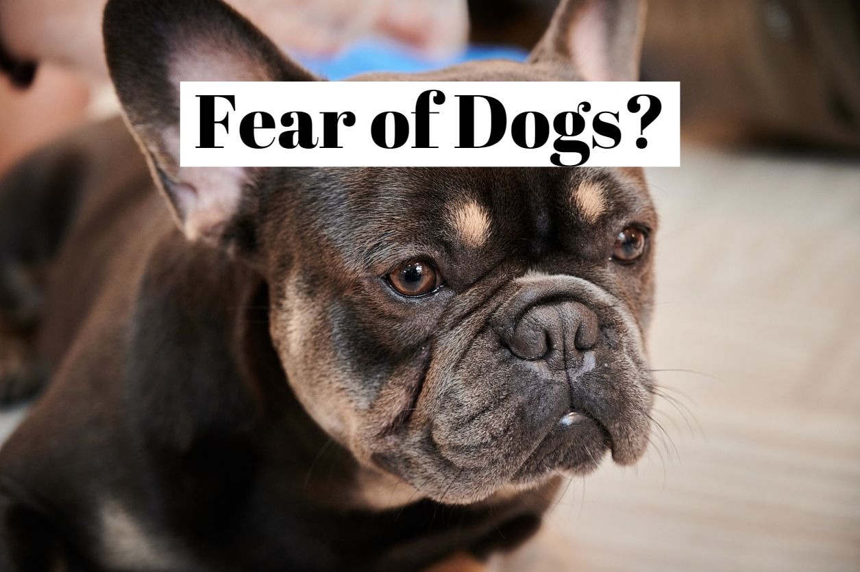How to the fear of dogs (cynophobia)