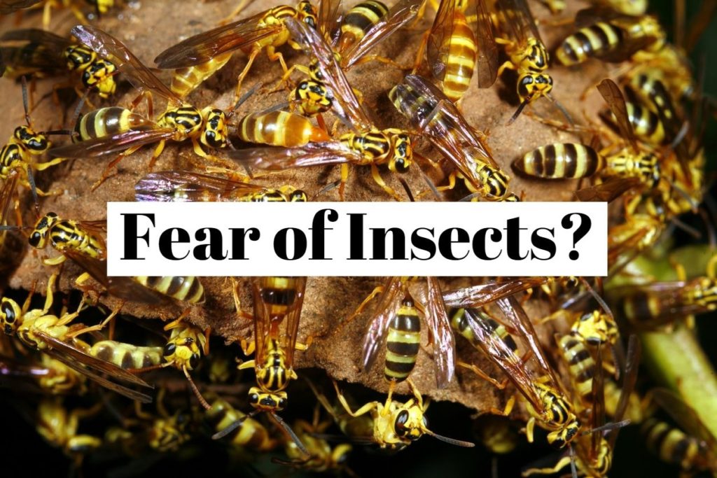 Fear of Insects