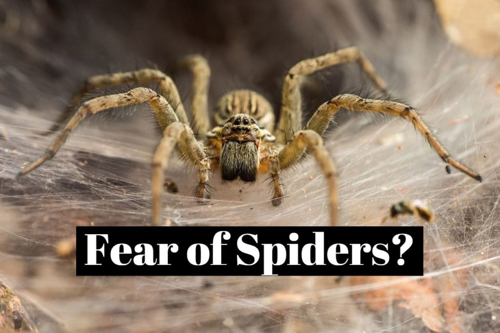 Fear of Spiders