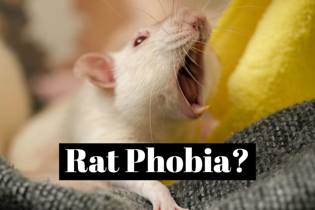 Что боятся крысы