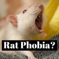 How to cure rat phobia (musophobia)?