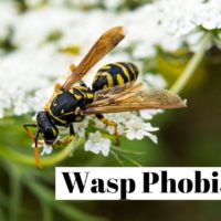 How to overcome your wasp phobia (apiphobia) ?