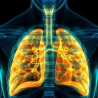 How does the respiratory system work ? The secrets